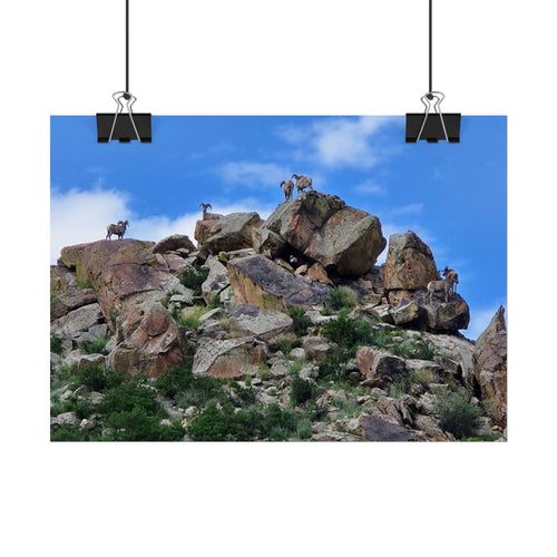 Bighorn Sheep vibrant Nature Rolled Posters, Vintage Wall Art, Home Decor, Gift for Nature Lovers, Outdoor Wall Art, Boho Decor
