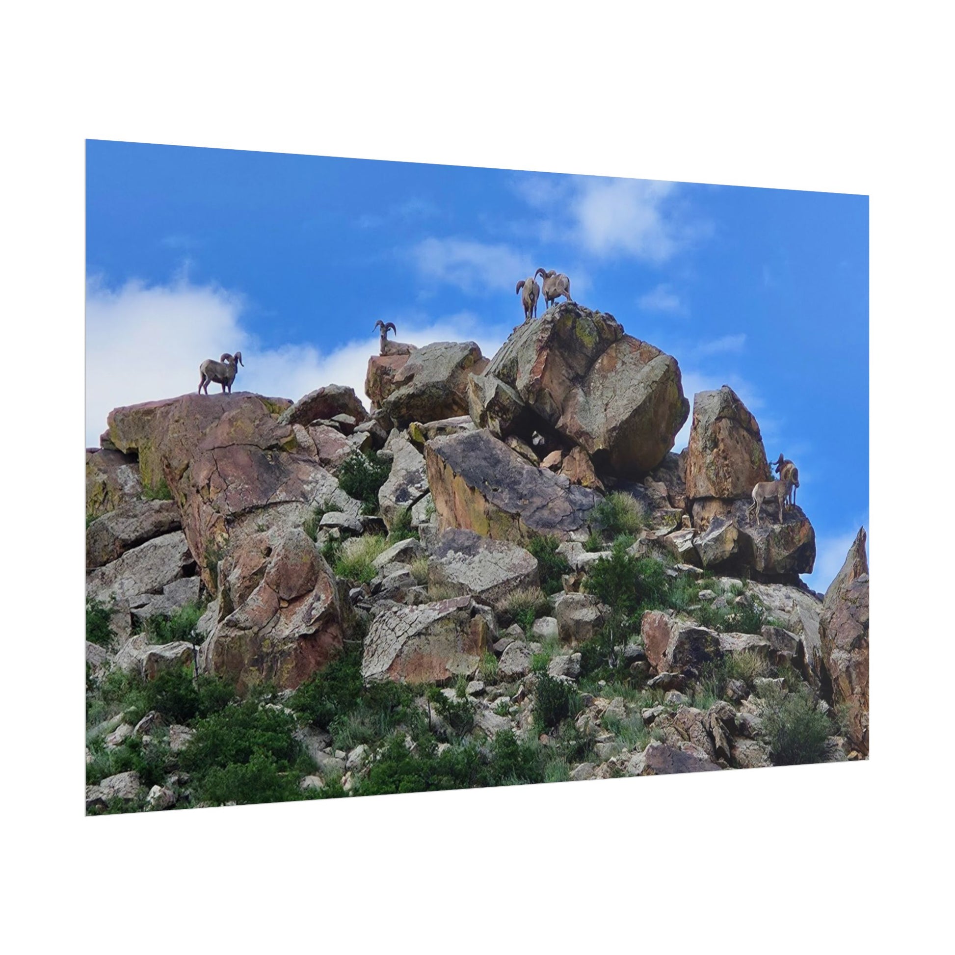 Bighorn Sheep vibrant Nature Rolled Posters, Vintage Wall Art, Home Decor, Gift for Nature Lovers, Outdoor Wall Art, Boho Decor